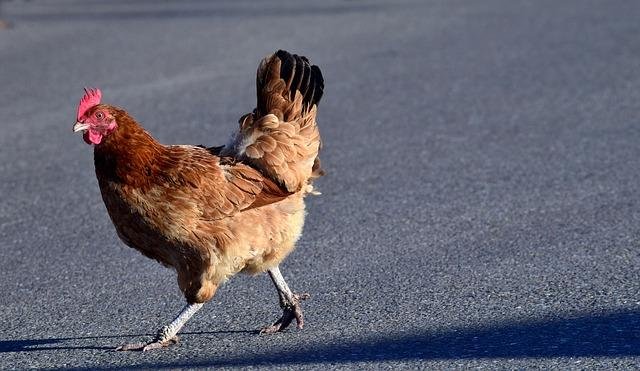 Image: Descubra o Excitante Jogo de Slot Chicken Road em Casinos de Portugal