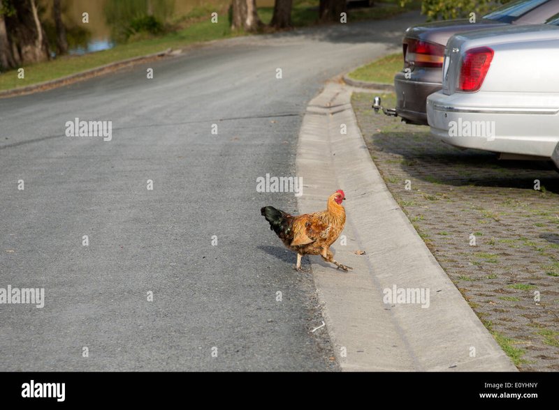 Spain - chicken road casino