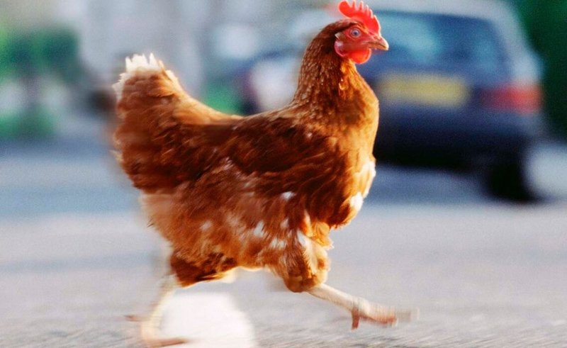 Descubre el Misterio de Chicken Road en Casinos y En Línea en España in Spain